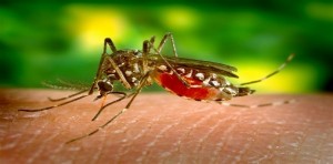 Las autoridades de Guatemala han centrado su atención especialmente en la zona sur del país, donde se han reportado la mayoría de los casos de Zika. (Notimérica)