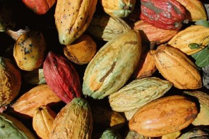 Delays in the delivery of Venezuelan cacao could see it removed from European and Japanse chocolate recipes.