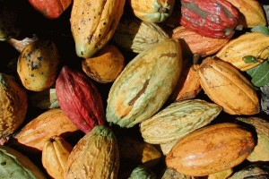 Retraso de entregas de cacao venezolano a Europa y Japón podrían dejarlo fuera de las fórmulas de las chocolateras.