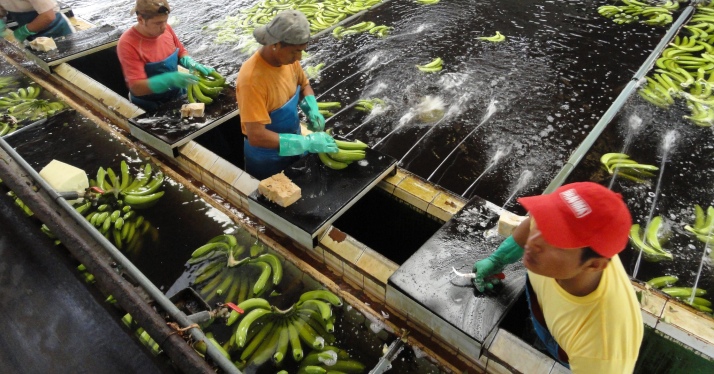 Trabajadores de exportación del plátano ecuatoriano en el puerto de Guayaquil (Flickr)