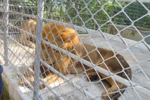 Siete leones africanos también pasaron 45 días sin alimentos, después que congelaron los bienes de la familia Rosenthal. (Taringa)