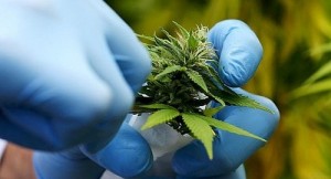 En Costa Rica se investiga los beneficios que brinda el cannabis para el uso medicinal