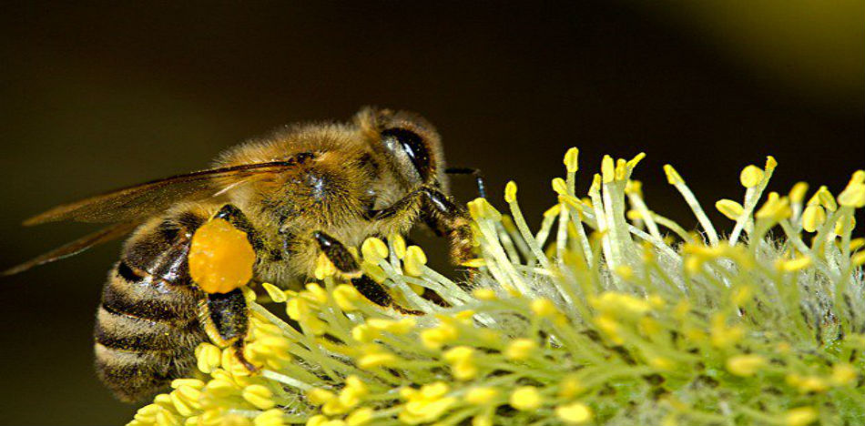 La población de abejas aumenta gracias al esfuerzo de los apicultores. (Twitter)