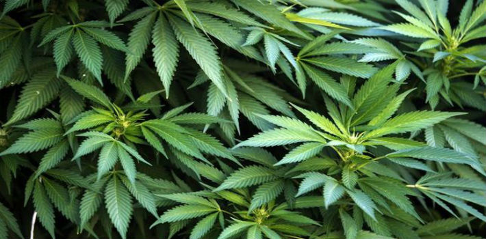 El gobierno anunció que la venta de marihuana en farmacias comenzaría "en pocos días" hace más de tres meses pero, al día de hoy, sigue sin haber novedades de la fecha en la que el cannabis estatal pasará a estar a la venta (El Diario) 