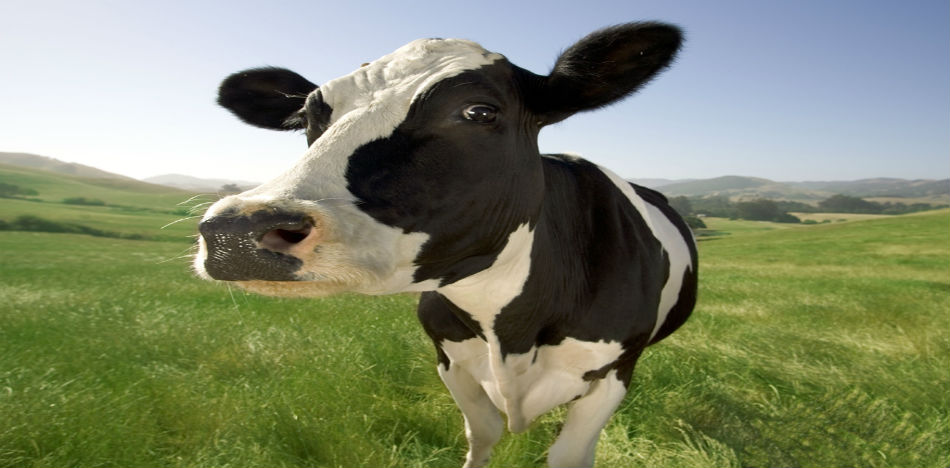 El ganado es responsable del 14,5 por ciento de las emisiones de gases de efecto invernadero provocadas por el hombre, con carne y leche que explican la mayor parte de ella, de acuerdo con un informe de 2013 de las Naciones Unidas (Letras libres)