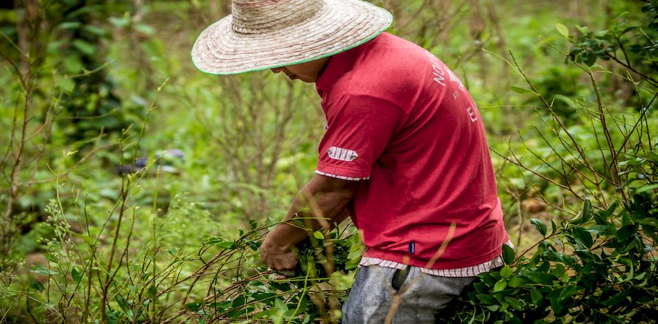 De acuerdo con el Gobierno, el proyecto también contempla implementar programas de desarrollo alternativo y sostenible en aquellas zonas afectadas por la presencia de cultivos de coca. (Flickr)