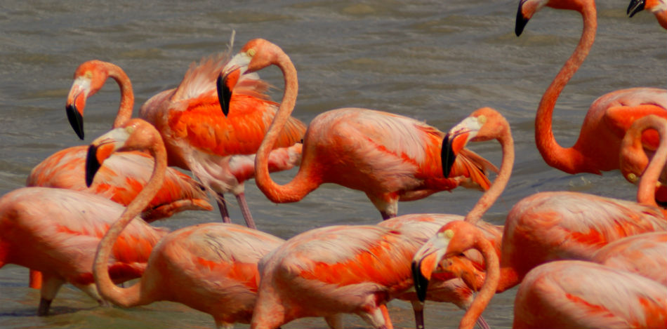 Depredación animal por hambre en Venezuela: flamingos, caballos ... - PanAm Post