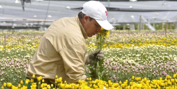 El debate sobre el libre comercio entre Colombia y EE.UU. deja de lado a sectores "ganadores" como el floricultor (Diario ADN)