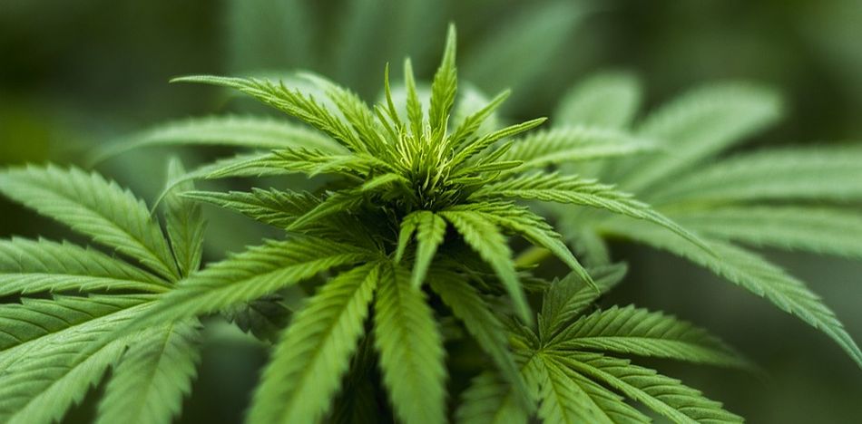 Paraguay legaliza la marihuana para uso medicinal y ...