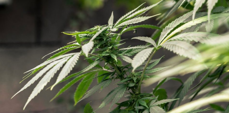 La marihuana medicinal ya es legal en Colombia (Pixabay)