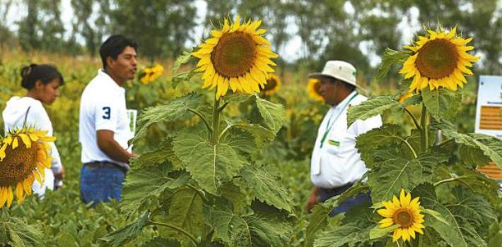 Productores de girasol bloquean importante ruta de Bolivia para exigir  mejoras
