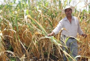 La sequía sobretodo afecta las plantaciones de maíz y frijol. (Prensa Libre)