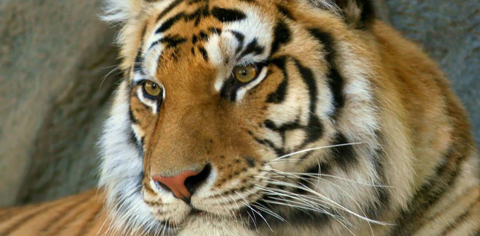 Bengal Tiger Was Found Roaming the Streets in Mexico